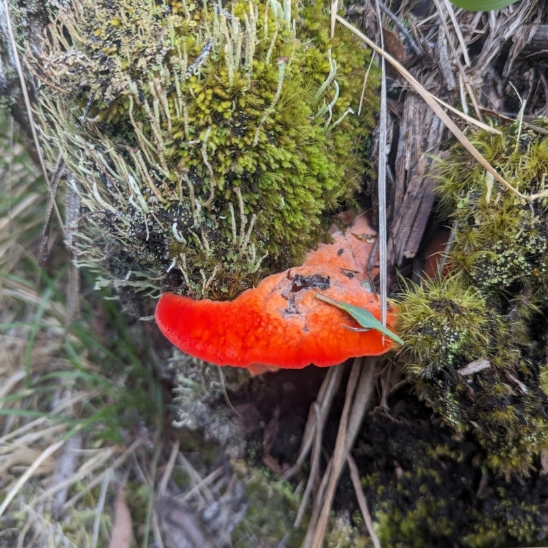 Aurantiporus pulcherrimus