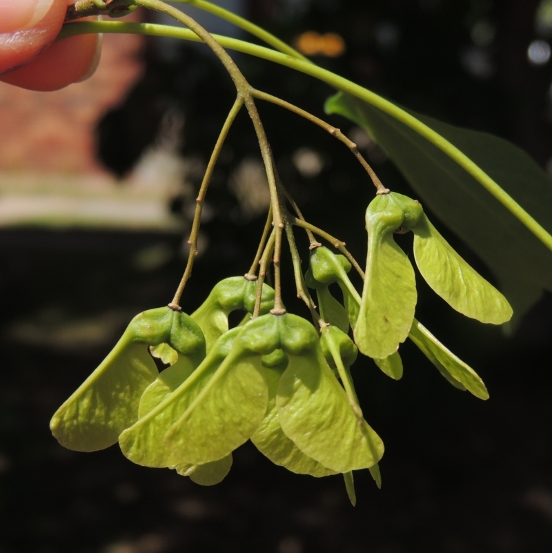 Acer buergerianum