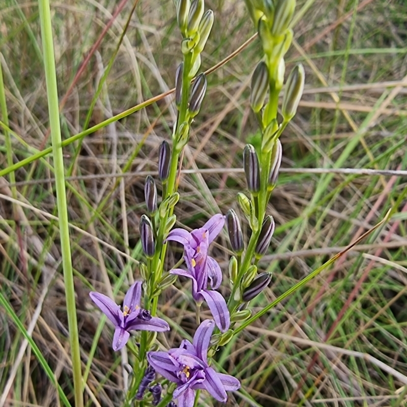 Caesia calliantha