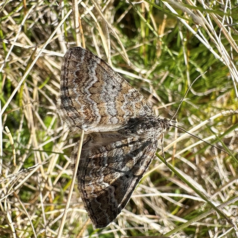 Chrysolarentia leptophrica