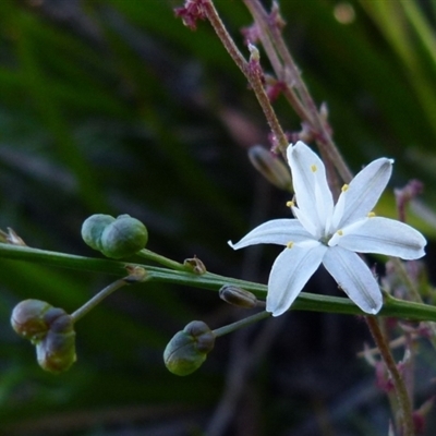 Caesia parviflora