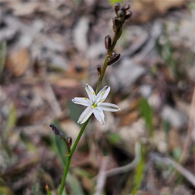 Caesia parviflora