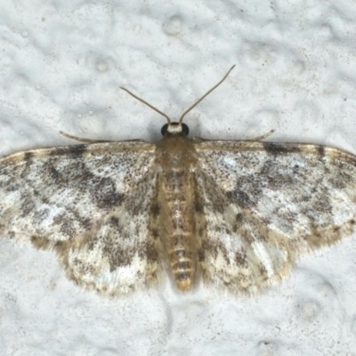 Idaea inquinata