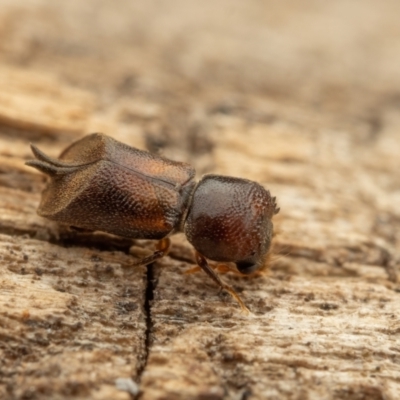 Xylobosca canina (an Auger beetle)