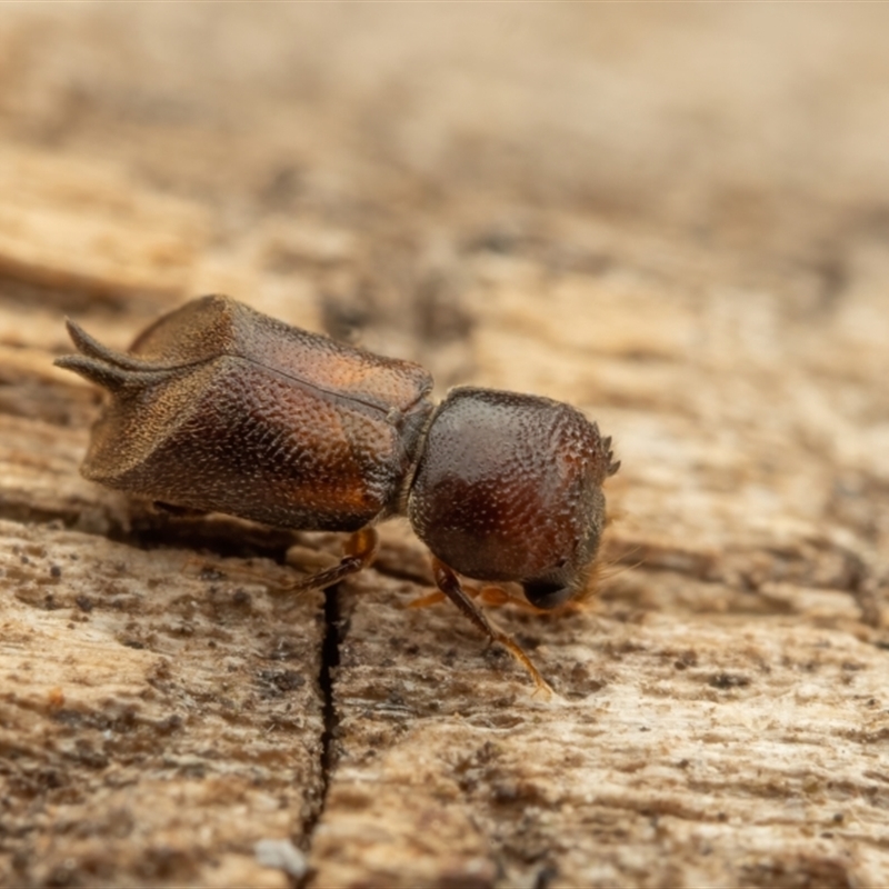 Xylobosca canina (an Auger beetle)