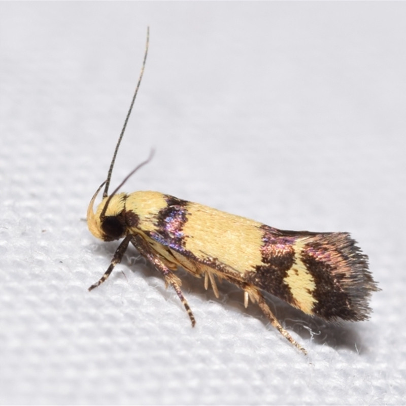 Decatopseustis cataphanes