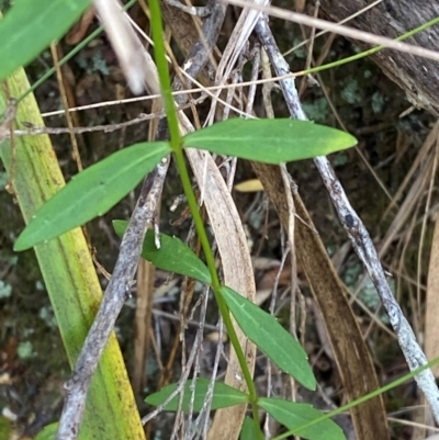 Wahlenbergia rupicola