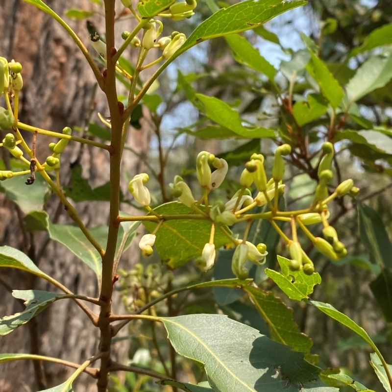 Lomatia arborescens