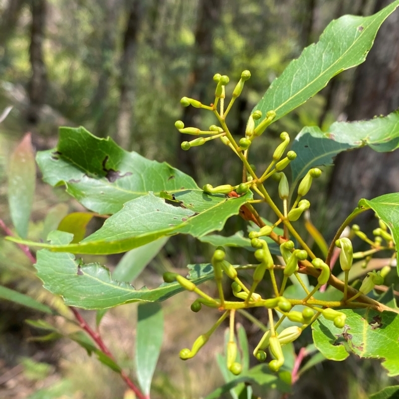 Lomatia arborescens