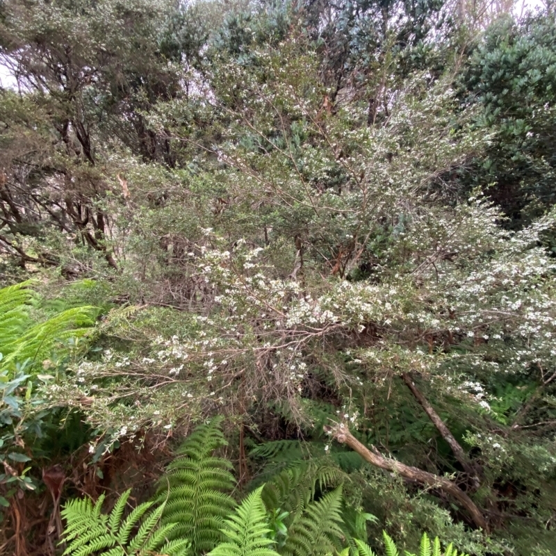 Leptospermum argenteum