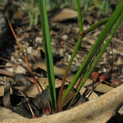 Caesia parviflora var. parviflora