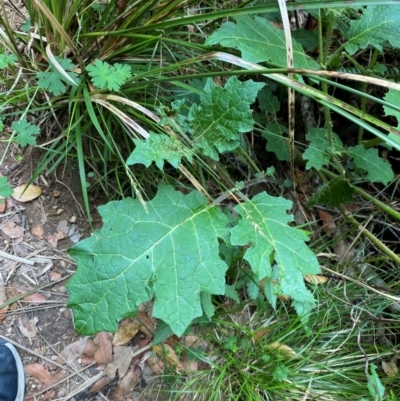 Solanum ditrichum