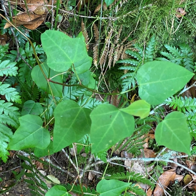 Berberidopsis beckleri