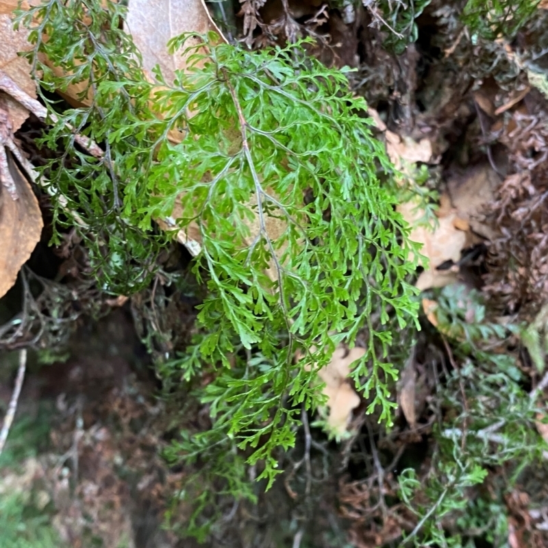 Hymenophyllum bivalve