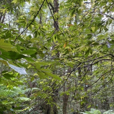 Vesselowskya rubifolia