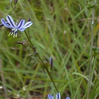 Caesia parviflora var. vittata