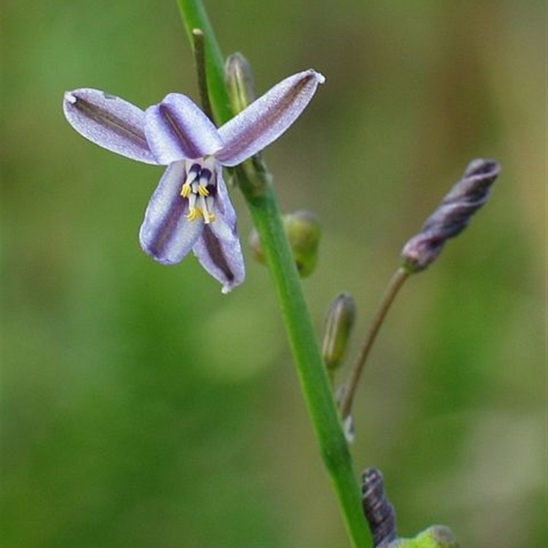 Caesia parviflora var. vittata