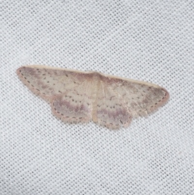 Idaea nephelota