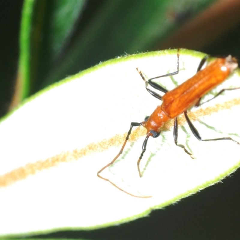 Aphanosperma orientalis