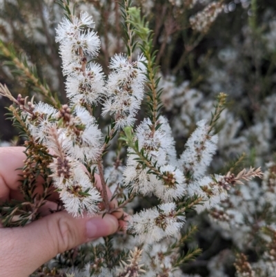 Melaleuca brevifolia