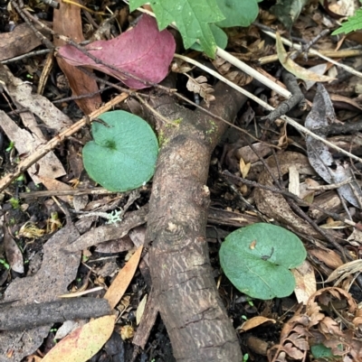 Corybas longitubus