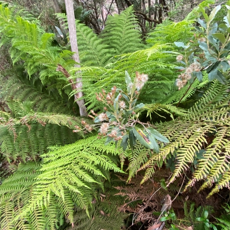 Olearia oppositifolia