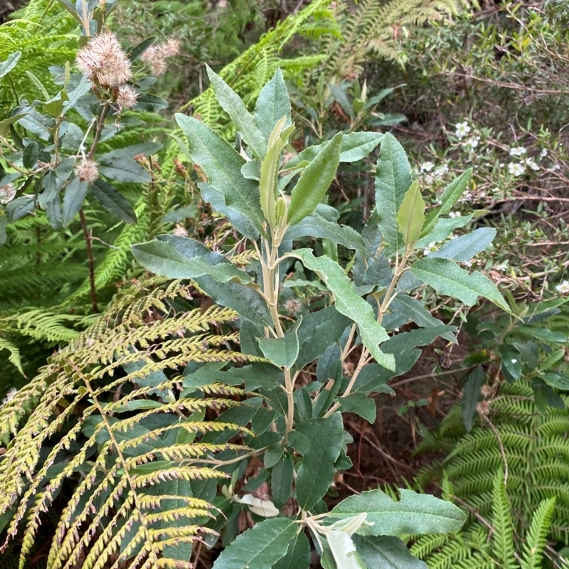 Olearia oppositifolia