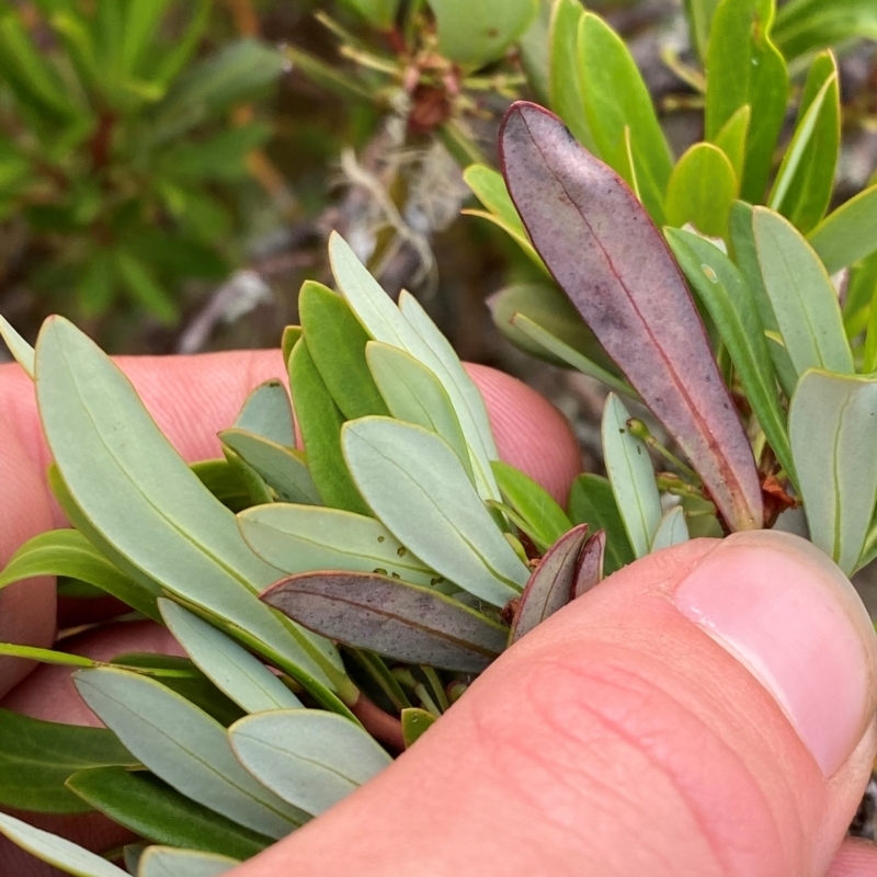 Tasmannia glaucifolia