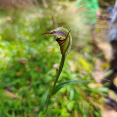 Pterostylis abrupta