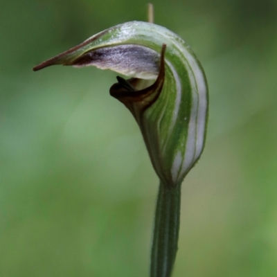 Pterostylis abrupta