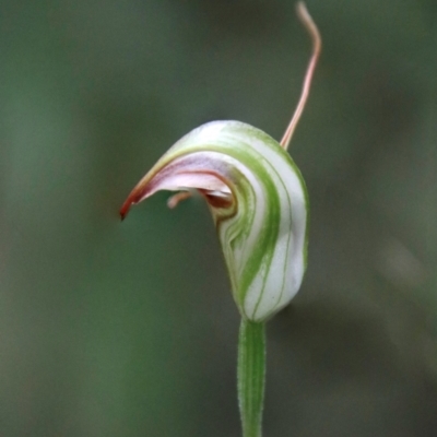 Pterostylis abrupta