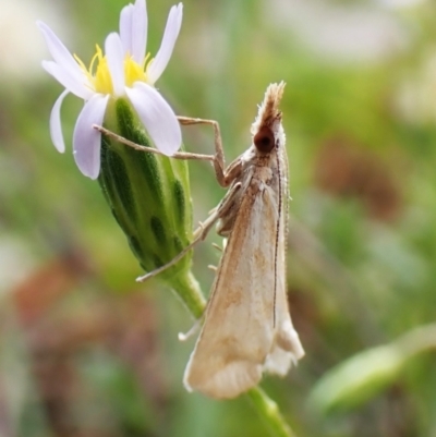 Sedenia cervalis