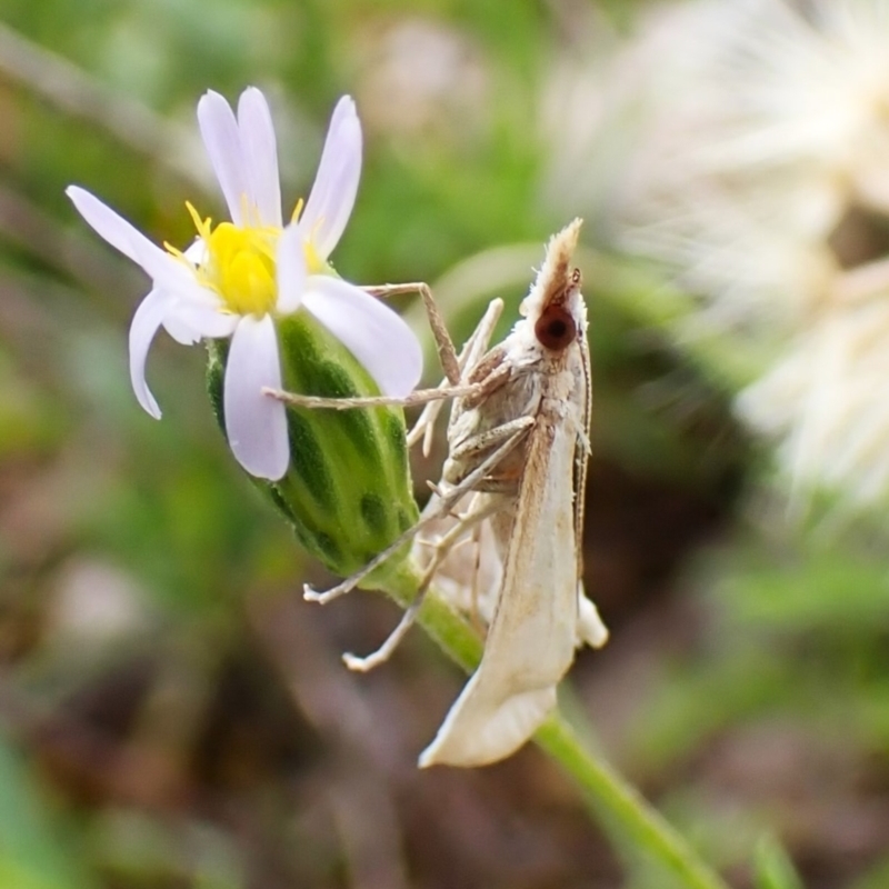 Sedenia cervalis