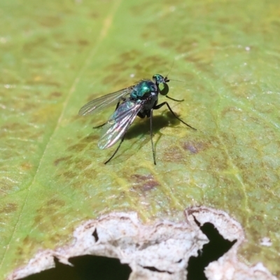 Dolichopodidae sp. (Family)