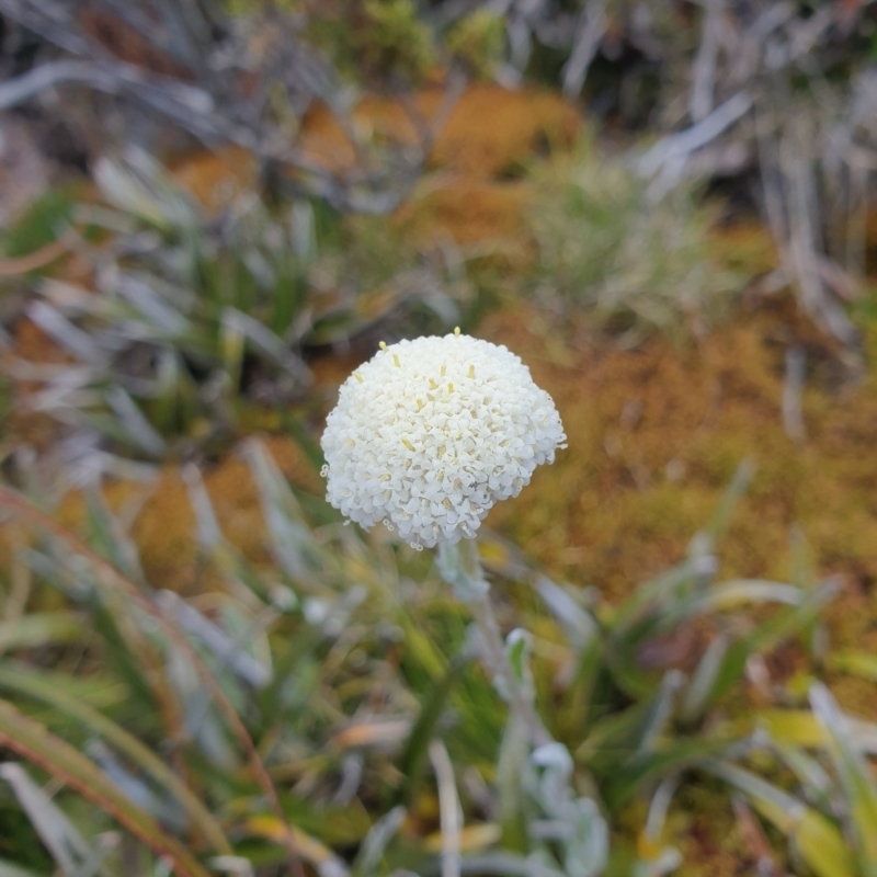 Craspedia macrocephala