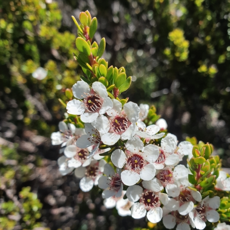 Leptospermum rupestre