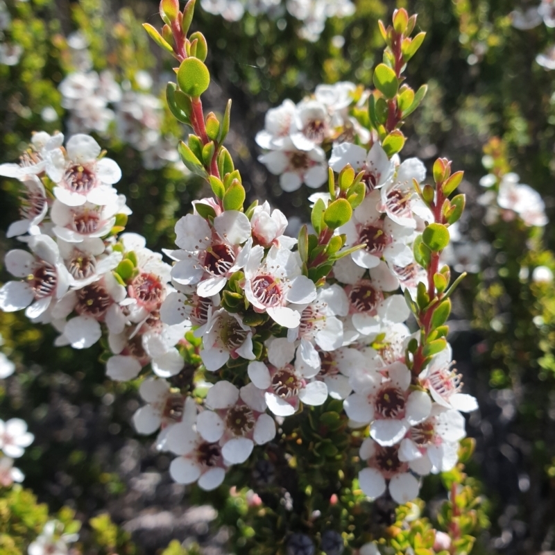 Leptospermum rupestre