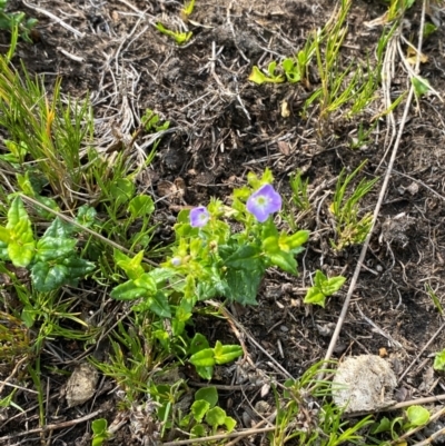 Veronica sobolifera