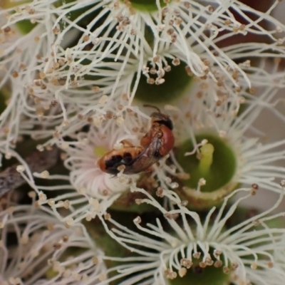 Pachyprosopis (Pachyprosopula) kellyi