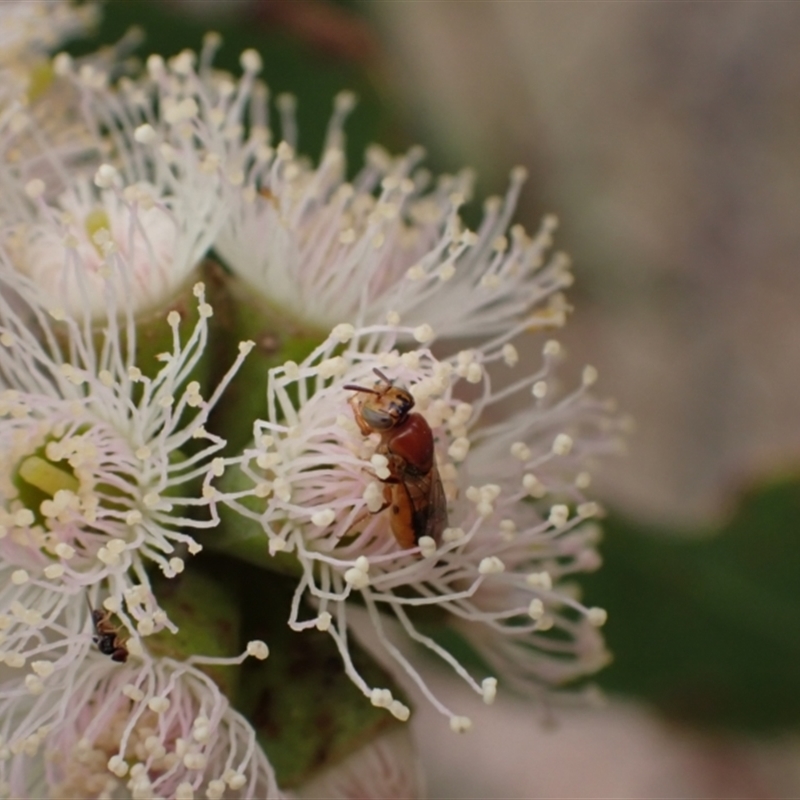 Pachyprosopis (Pachyprosopula) kellyi