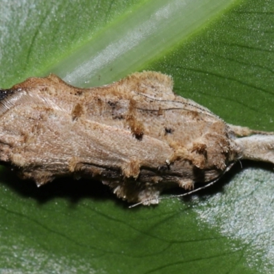 Tonica effractella