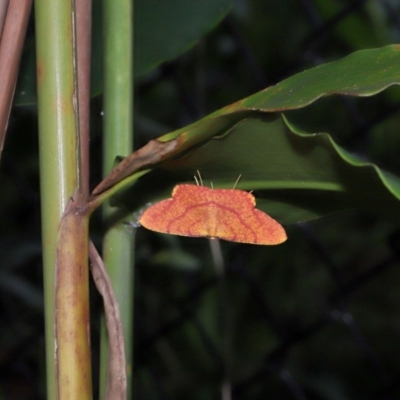 Eumelea rosalia