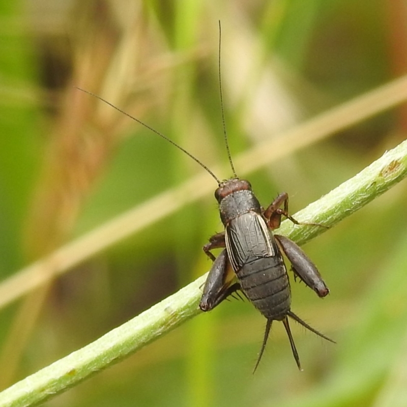 Pteronemobius arima