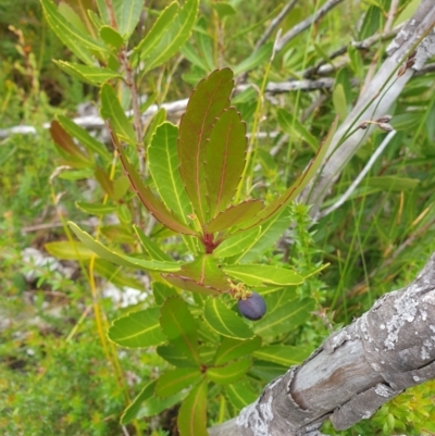 Cenarrhenes nitida