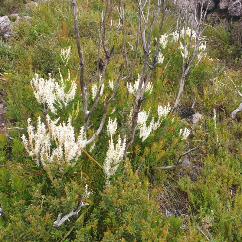 Agastachys odorata