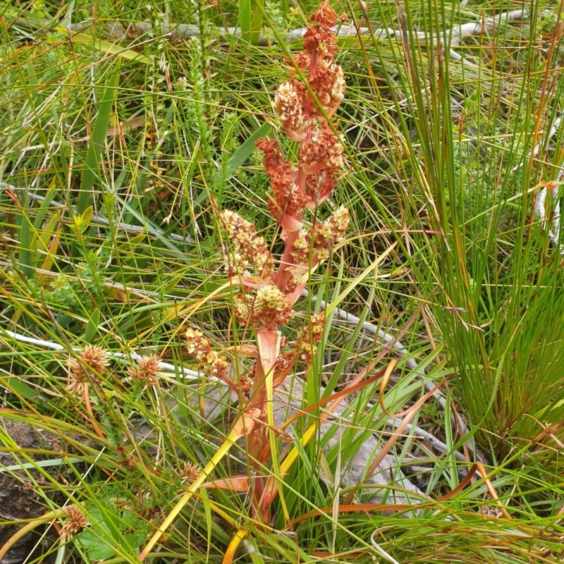 Dracophyllum milliganii