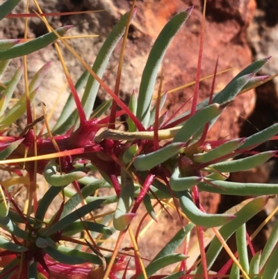 Sclerolaena tricuspis