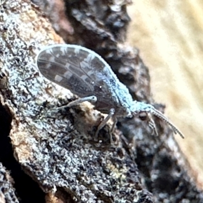 Heteroconis maculata