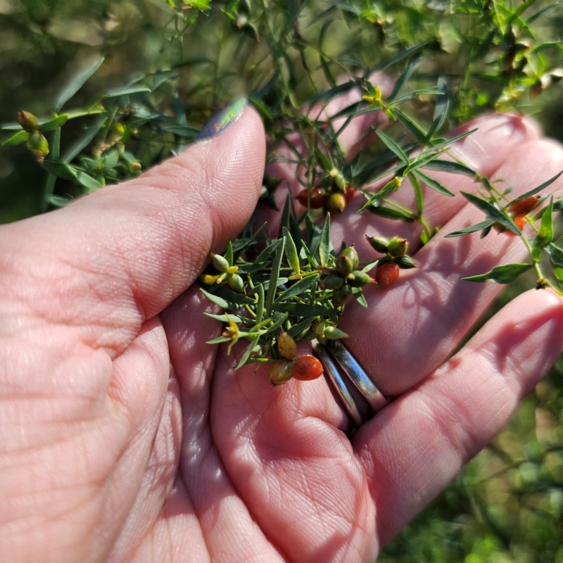 Pimelea neo-anglica