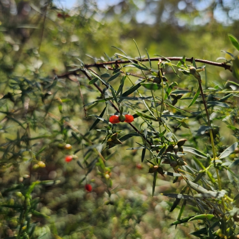 Pimelea neo-anglica